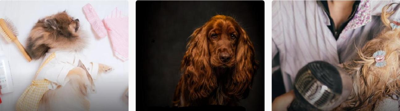 expressmobilepetgrooming (expressmobilepetgrooming)